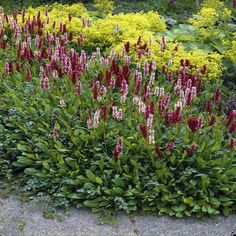 red and white flowers in the middle of a garden