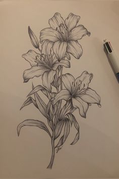 a pencil drawing of flowers on paper