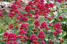 pink flowers are blooming in the garden next to some rocks and grass on the ground