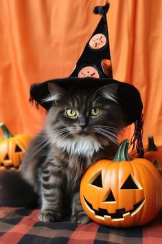 Fall Cats, Cat Hacks, Witch Cat, Halloween Photoshoot, Halloween 2023, Cat Owner, Halloween Pictures