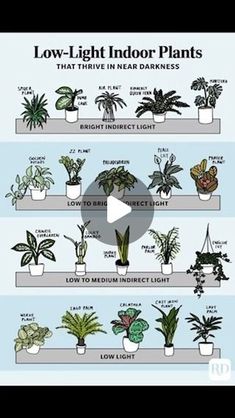 an info sheet showing how to grow low light indoor plants