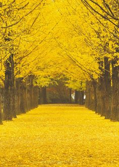 Namiseom is a tiny half-moon shaped island located in Chuncheon, South Korea known for its' various natural and cultural attractions #korea #southkorea #southkoreatravel #thingstodoinkorea #travel #traveling #bucketlist #adventure #exploreasia #asia #namiseom #chuncheon #nature Gingko Tree, Image Zen, Leaves On The Ground, Wallpaper Islami, Nami Island, Chuncheon, South Korea Travel, Image Nature, Korea Travel