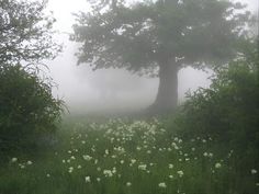 a foggy field with trees and flowers in the foreground, surrounded by tall grass