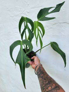 listing is for plant as pictured. Rare Tropical Plants, Monstera Burle Marx Flame, Rare Plants Houseplant, Growing Monstera, Moss Pole, Tropical House Plants, Plant Wishlist