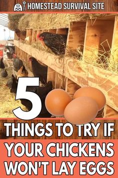 chickens and hens in their coop with the text 5 things to try if your chickens won't lay eggs