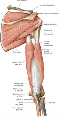 the muscles are shown in this diagram