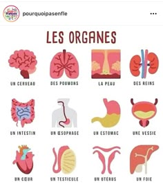 a poster with different types of organes in french and english, including the human body