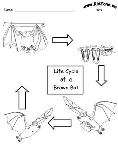 the life cycle of a brown bat worksheet for kids to learn how to draw