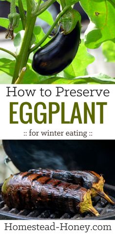 an eggplant plant with the words how to preserve eggplant for winter eating