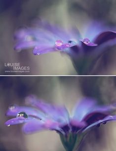 two pictures of purple flowers with drops of water on them