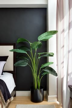 a bedroom with a bed and a plant in the corner on the floor next to it