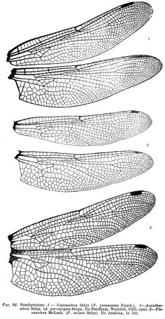 four different types of dragonflies with their wings spread out and facing the same direction, vintage line drawing or engraving