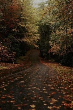 an empty road surrounded by trees with leaves on the ground