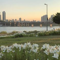 white lilies in the foreground with a city skyline in the backround