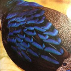 a close up of a bird with blue feathers on it's head and neck