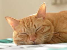 an orange cat sleeping on top of a bed