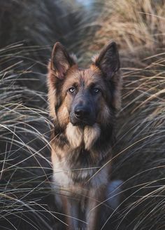 a dog is standing in tall grass with his head turned to the side and it's eyes open