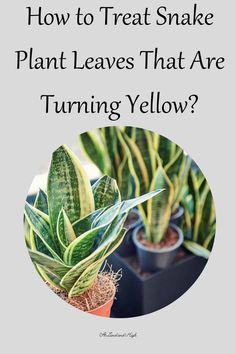 three potted plants with the words how to treat snake plant leaves that are turning yellow?