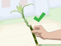 a bamboo plant being held by someone's hand with a green tick mark on it