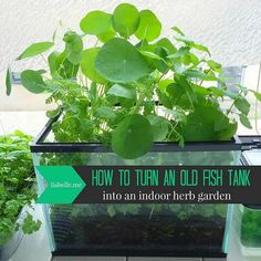 an outdoor herb garden with plants growing in it and the words how to turn an old fish tank into an indoor herb garden