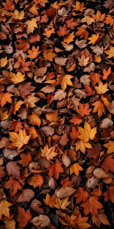 the leaves are all over the ground and on top of each other in different colors