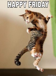 a cat jumping up in the air with its paws on it's back legs