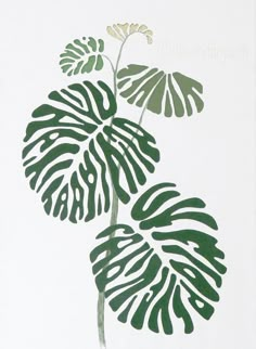 a green plant with large leaves on a white background