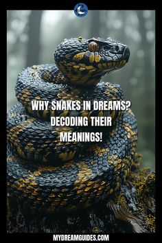 a black and yellow snake with the words why snakes in dreams? decoding their meaningss