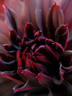 a close up view of the center of a red and white flower with drops of water on it