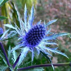 a blue flower sitting on top of a lush green field