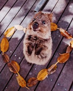 a small animal sitting on top of a wooden floor next to leaves in the shape of a heart