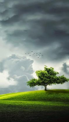 a green field with a tree and birds flying in the sky on a cloudy day