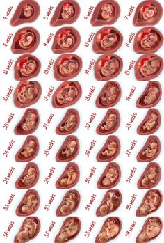 an image of baby's stomachs and their stages in the process of birth