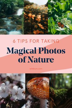 the words, 6 tips for taking magic photos of nature