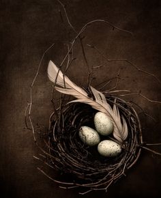 three eggs in a bird's nest with a feather resting on the top one