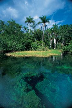 the water is crystal clear and blue with green algae in it, surrounded by palm trees