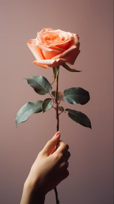 A Delicate Hand Holding a Rose Long Stem Rose, Holding A Rose, Products Photography, Fabric Background, Beauty Products Photography, Unusual Flowers, Back Light, Instagram Ideas Photography, Ideas Photography