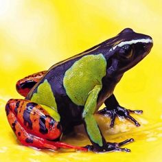 a red and green frog sitting on top of a yellow surface next to another frog