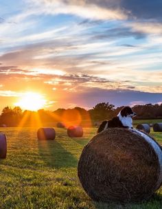 a cat sitting on top of a hay bale in the middle of a field