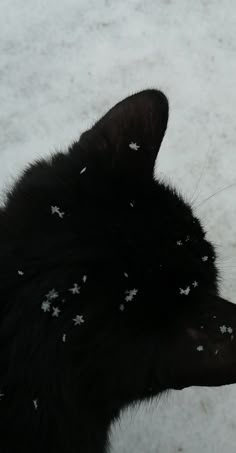 a black cat with white stars on it's fur looking at something in the distance