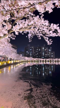 cherry blossoms are blooming along the river at night