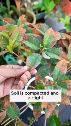 improve land for growing plants #garden #gardening #plants #planting #planthacks #gardenhacks #gardeningmakemehappy #gardeningtips… | Instagram Plants Garden, March 3, Growing Plants, My Garden, Planting, Garden Ideas, Diy Projects