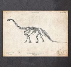 a drawing of a dinosaur skeleton on a piece of paper