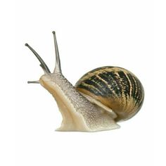 a close up of a snail on a white background