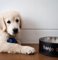 a white dog sitting next to a bowl on top of a wooden floor