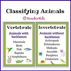 Examples of Vertebrate Animals. Invertebrates: Classification: Invertebrates are classified into six main groups: Invertebrates Classification, Vertebrates And Invertebrates Worksheets, Vertebrate And Invertebrate Animals, Animal Classification For Kids, Invertebrates Animals, Cell Parts And Functions