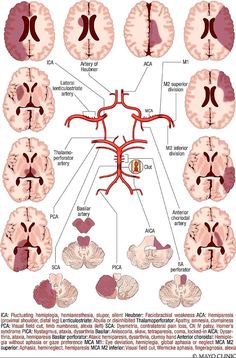 Veterinary Pathology, Clinical Anatomy, Studie Hacks, Basic Anatomy And Physiology