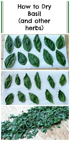 how to dry basil and other herbs