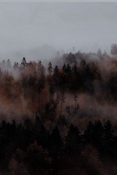 a foggy forest filled with trees on top of a hill in the middle of the day