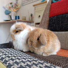 a brown and white rabbit sitting on top of a chair